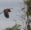 115 LOANGO 2 Akaka Riviere Rembo Ngove Nord Retour Oiseau Aves Jacana a Poitrine Doree Actophilornis africana en Vol 15E5K3IMG_107829awtmk.jpg